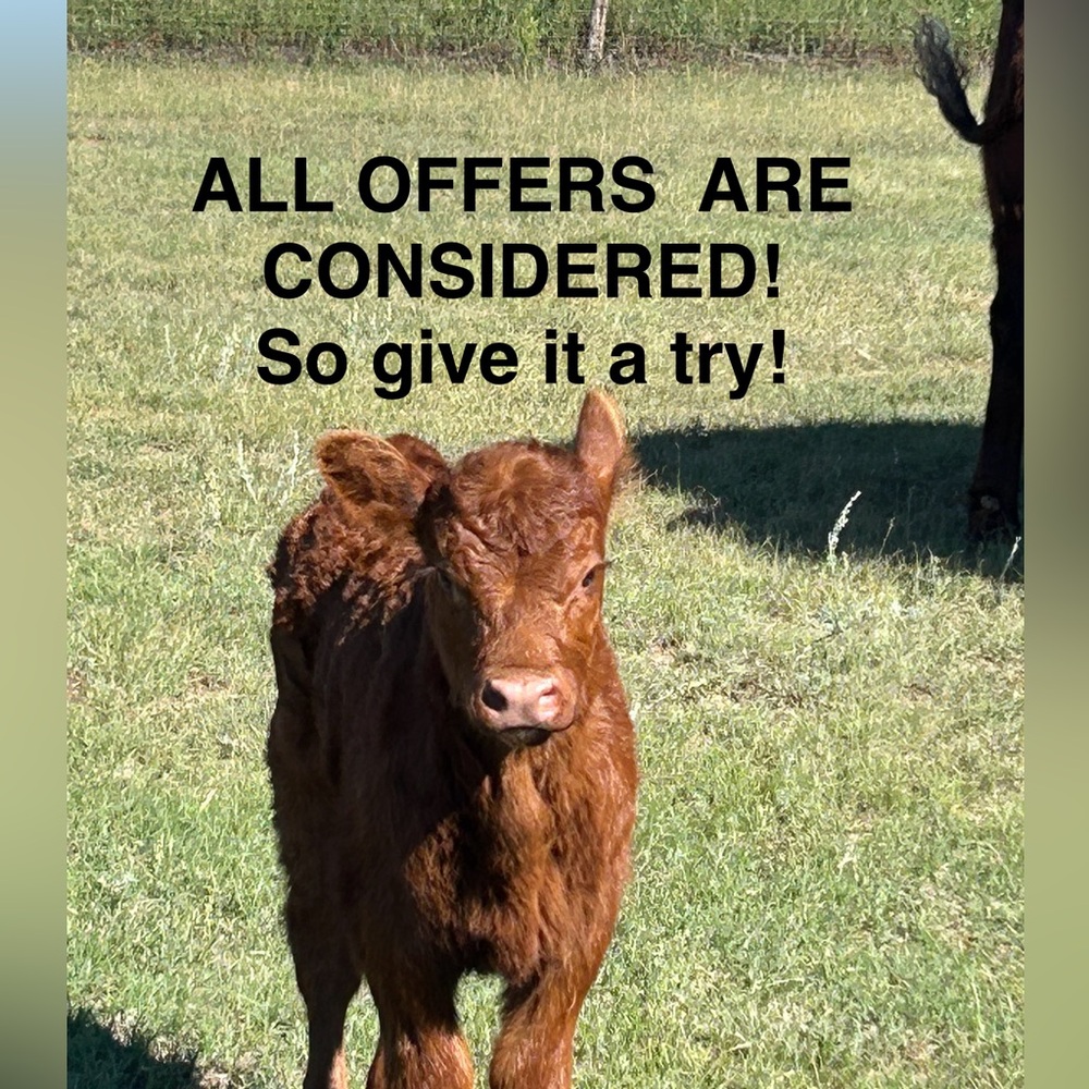 All reasonable offers will be accepted.